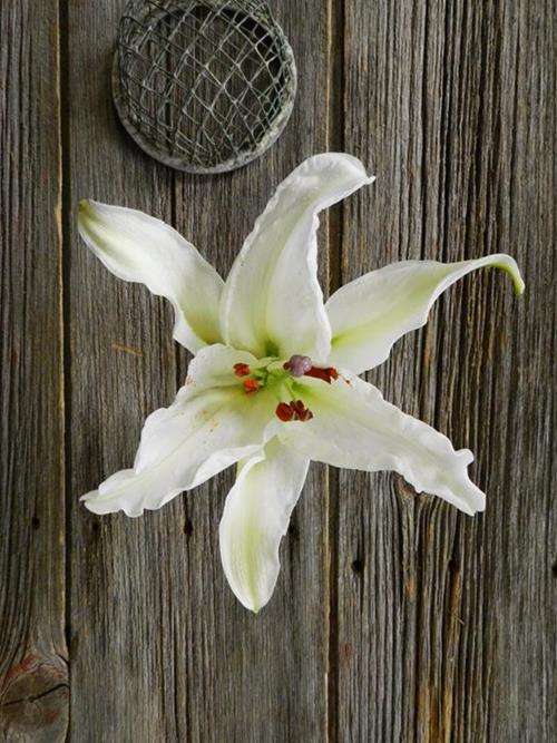 CRYSTAL WHITE 3/WHITE ORIENTAL LILY